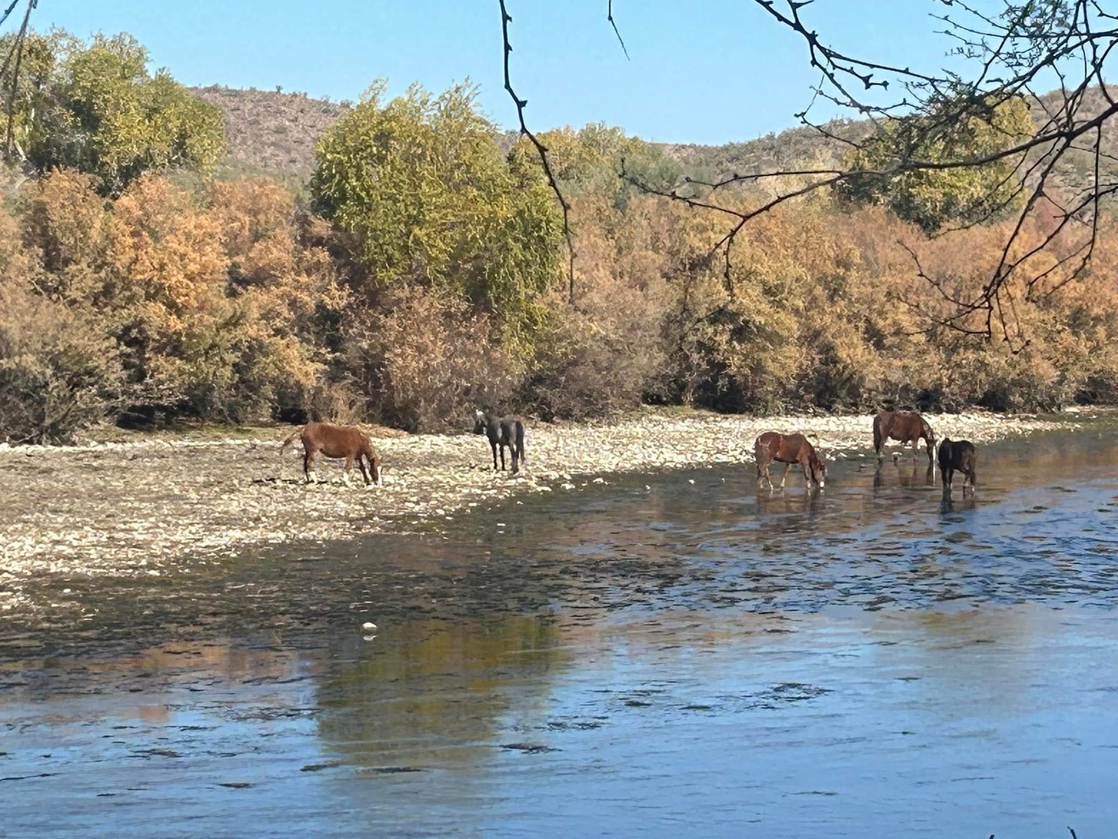 salt river horses