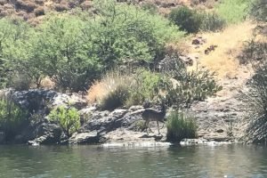 Canyon-lake-deer